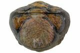 Bumpy Enrolled Morocops (Phacops) Trilobite #86446-1